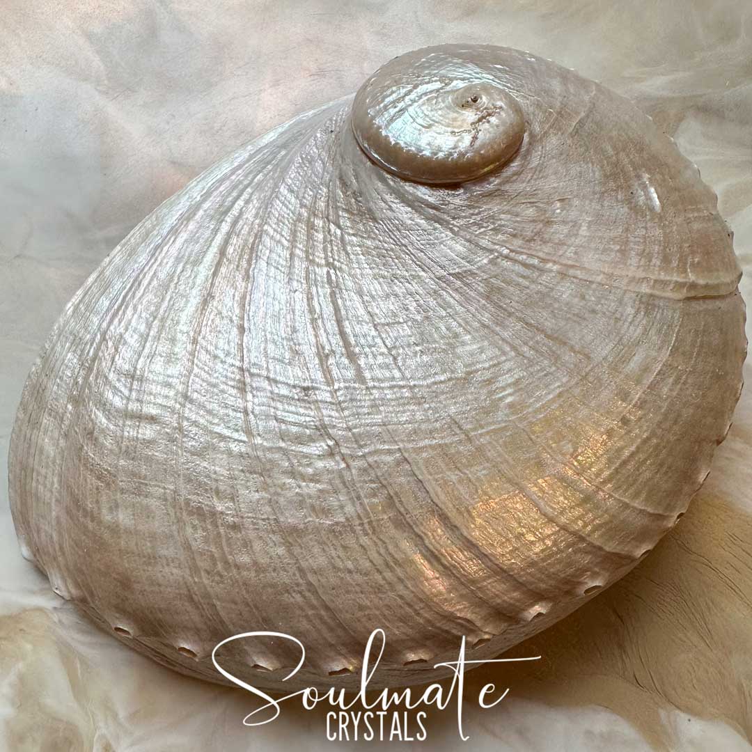 Soulmate Crystals Abalone Shell Natural Pearlescent 2XL King Island Australia for Sacred Space, Smoke Cleansing Rituals, Crystal Trinket Dish. A natural abalone shell with textured, iridescent pearly tones, photographed close-up on a soft white background. A white script watermark reading 'Soulmate Crystals' is overlaid near the bottom.
