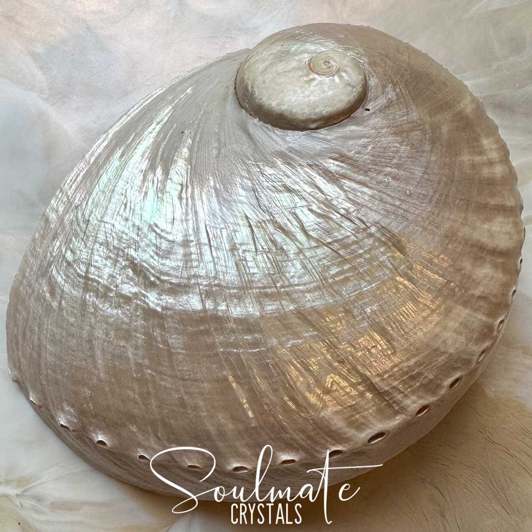 Soulmate Crystals Abalone Shell Natural Pearlescent 2XL King Island Australia for Sacred Space, Smoke Cleansing Rituals, Crystal Trinket Dish. A natural abalone shell with textured, iridescent pearly tones, photographed close-up on a soft white background. A white script watermark reading 'Soulmate Crystals' is overlaid near the bottom.
