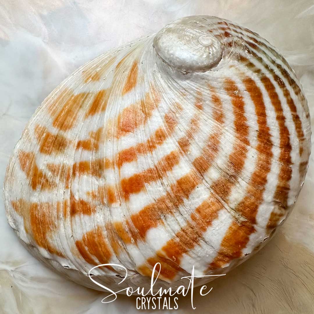 Soulmate Crystals Abalone Shell Natural Striped 2XL King Island Australia for Sacred Space, Smoke Cleansing Rituals, Crystal Trinket Dish. A natural abalone shell with orange striped tones, photographed close-up on a soft white background. A white script watermark reading 'Soulmate Crystals' is overlaid near the bottom.