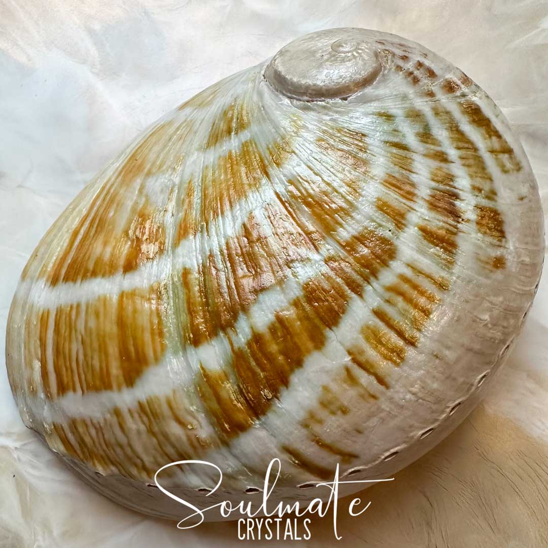 Soulmate Crystals Abalone Shell Natural Striped 2XL King Island Australia for Sacred Space, Smoke Cleansing Rituals, Crystal Trinket Dish. A natural abalone shell with yellow striped tones, photographed close-up on a soft white background. A white script watermark reading 'Soulmate Crystals' is overlaid near the bottom.