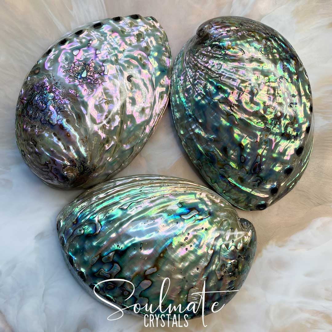 Soulmate Crystals Paua Natural Polished Shell for Smoke Cleansing Rituals, Trinket Dish.