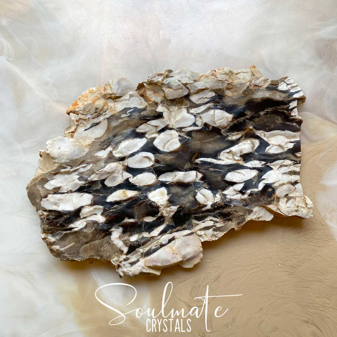 Soulmate Crystals Peanut Wood Raw Polished Crystal Slab, Cream, Brown Crystal for Calming, Grounding, Stabilising, Protection, Rare Australian Petrified Wood.