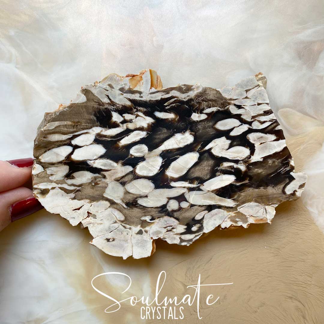 Soulmate Crystals Peanut Wood Raw Polished Crystal Slab, Cream, Brown Crystal for Calming, Grounding, Stabilising, Protection, Rare Australian Petrified Wood.